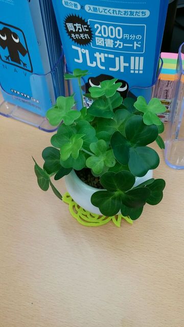 四つ葉のクローバー☆