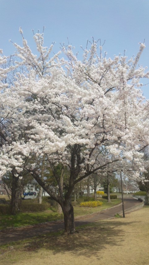 山形桜.jpg