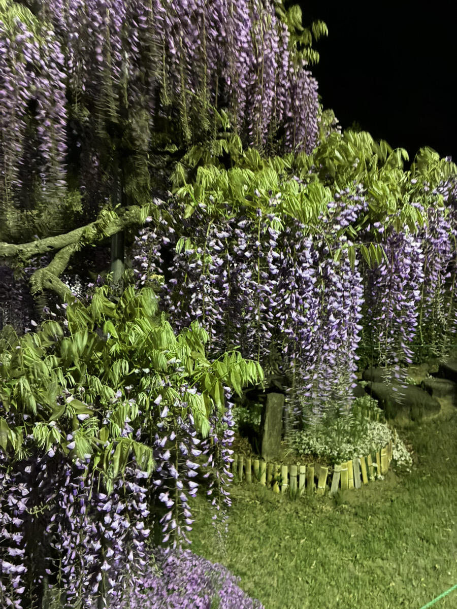 昨日に続いて藤の花です♪